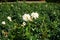 Floribunda rose, Rosa \\\'Hermann-Hesse-Rose\\\', blooms with creamy white to soft pink and soft ocher flowers in July