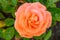 Floribunda rose Rosa Mango, an orange-pink double flower