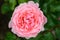 Floribunda rose Rosa Rosemantic Pink, double flower
