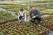 Floriculturist couple checking petunias in greenhouse