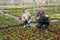 Floriculturist couple checking petunias in greenhouse