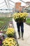 Floriculturist with flowering plants of Dimorphotheca