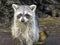 Florida airboat trip, among everglades, raccoon close-up