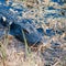 Florida alligator Everglades National Park