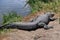 Florida alligator sleeping on shoreline
