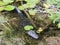 Florida alligator under lilly pads