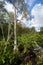 Florida Bald Cypress Tree in a freshwater marsh