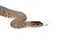 Florida Banded Water Snake on white
