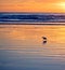Florida Beach Bird Sunrise