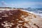 Florida beach covered with atlantic seaweed