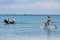 Florida Beach with Paddle Boarder and Horses in Water