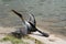 Florida bird: Anhinga