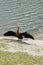 Florida bird: Anhinga