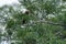 Florida bird: Anhinga