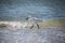 Florida Bird Walking on the Beach