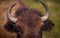 Florida Bison or Buffalo close up of horns