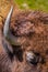 Florida Bison or Buffalo close up of one horn and hair