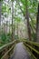 Florida boardwalk trail