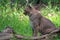 Florida Bobcat in a wildlife state park