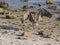 Florida Brown Pelican Landing on the Beach