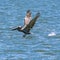 Florida Brown Pelican Skipping on the Water