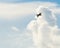 Florida Brown Pelican Soaring in the Clouds