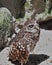 Florida Burrowing owl