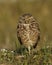 Florida Burrowing Owl Athene cunicularia floridana