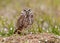 Florida Burrowing Owl Athene cunicularia floridana