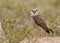 Florida Burrowing Owl Athene cunicularia floridana