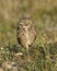 Florida Burrowing Owl Athene cunicularia floridana