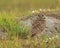 Florida Burrowing Owl Athene cunicularia floridana