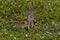 Florida Burrowing Owl in green grasses with small, white flowers