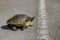 Florida Chicken Turtle Crossing A Road