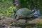 Florida Chicken Turtle Sunning On A Tree Limb