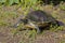 Florida Chicken Turtle Walking On Grass