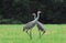 Florida- Close Up of Two Beautiful Sandhill Cranes With Necks Cr