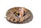 Florida cottonmouth snake - Agkistrodon conanti - is a species of venomous snake, a pit viper. coiled in defense posture with