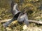 Florida Everglades Cormorant