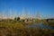 Florida everglades with malaluka trees