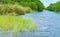 Florida everglades, narrow waterway and alligator