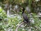 Florida Everglades scenic view with a cormorant