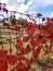 Florida fall colors red leaves vines country fence blue sky