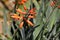 Florida flame flowering tropical vine live plant prolific bright orange spring bloom