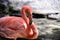 Florida Flamingo