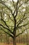 Florida forest big oak tree, John Chestnut Park, Florida