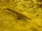 Florida gar (Lepisosteus platyrhincus)