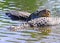 Florida Gator In Marshland Resting In Water