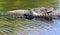 Florida Gator In Marshland Resting In Water