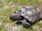 Florida Gopher Tortoise